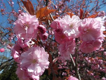 八重桜