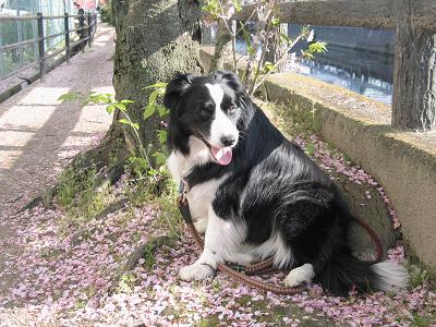 桜とプル