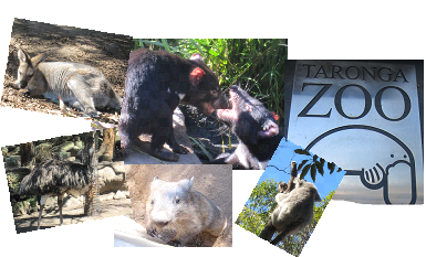 タロンガ動物園：カンガルー、タスマニアデビル、エミュー、ウォンバット、コアラ、カモノハシの看板