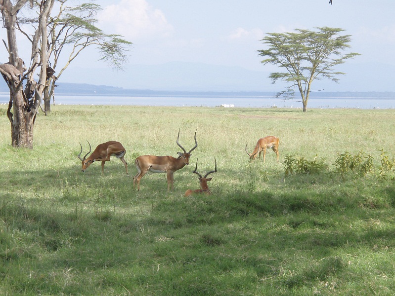 ⑧　インパラ　いっぱい　マサイマラ国立公園
