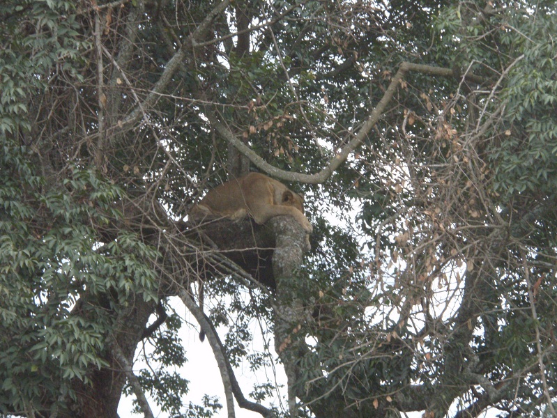 ⑨　木の上でお昼寝中のライオン　　マサイマラ国立公園