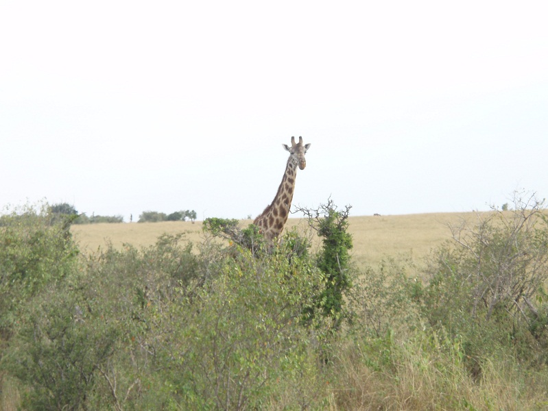 ⑩　キリンと目が合ったかも！？　　マサイマラ国立公園