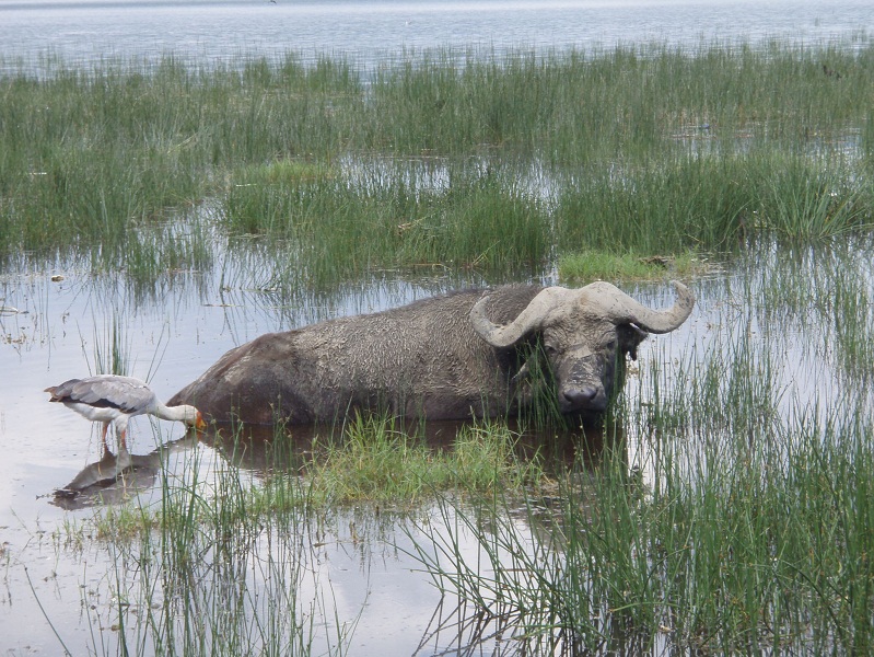 ⑤　水牛と鳥のにらみあい　ナクル湖国立公園