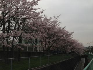 2013桜