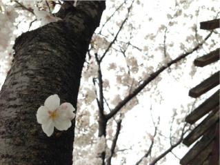2013桜3