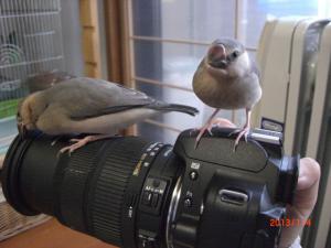 ハーリもシークも一眼カメラが大好き。。