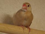 高い止まり木にも行けるようになって得意そうなよりちゃん!