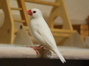 何か用ですか?ボクは脱走なんてしませんよ!!!