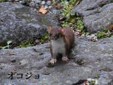 オコジョ、警戒しながらも歩道を横切っていきました!