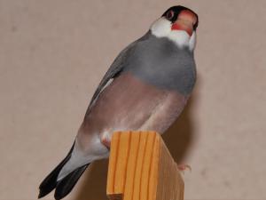 ティダ~「なんかモンクおありですか??」