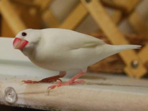 みんなの様子をうかがう姿もかわぇぇ~~ニナ嬢!