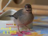 ハーリ41日目、オートムギは大きすぎないかい??