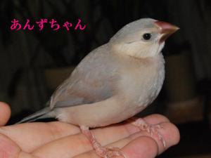 あんずちゃんの小さい時は、、まゆもっさり~たかパパ似(*^^)v