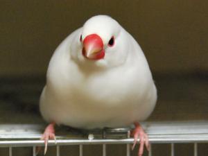 デブたんだるまになった~うらなり君