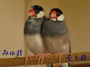 兄みゅ君にいつもよりそう弟そぅ君、、仲が良すぎのようで。。。