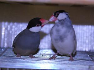 チュッ!お休みのキスしてますなぁ~~!!