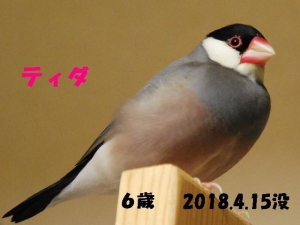 大人を追いかけまわしては一休みのてぃ~ちゃん