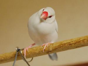 たぶん??テラだと思う。。ヘーゼかな?見分けがつかん!!