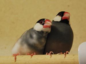 私がババァですって??若いつもりのハルちゃん&ジョヤ
