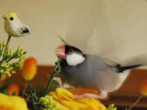 幸せの黄色い鳥に洗脳されるクロマ君(びょよよ~~ん)