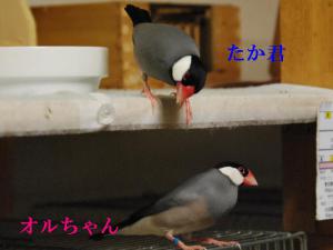 夫たか君は、遊んでは妻オルクの様子を見にくるよ~!