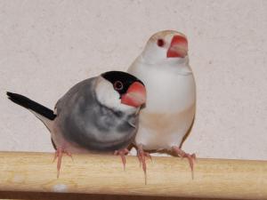 こっちを向いてしまった~バリーこう!くせ羽になってる。。