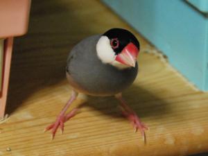 拾い食いが得意なティダちゃん。。。。おべんと~付き!