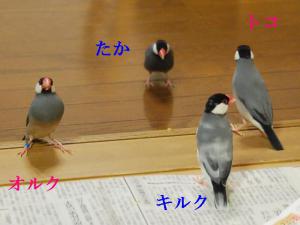 みんな集まって~ヤジ鳥状態な感じですけど???