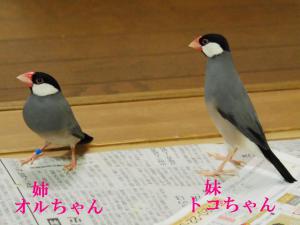 オルク&トコ姉妹!助けに来たわけではなさそう。。。