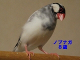 頑張るノブちゃん