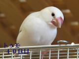 トゥモ、男の子なのにテラママ似という顔つきの図!