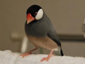 トナちゃん、、洗濯物の上に!!珍しい光景です!