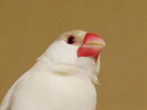 はく、、ヒゲが伸びてますけど。。。