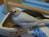 おかぁさん!カナリーシードがもうないよ~~!