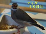 おかぁさ~ん!にいちゃんが、カナリーシード全部食べちゃったよ。。