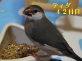 ティダ、自分で食べるからもういいよ~好き嫌いもしないよ!