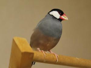 たか君~羽ボサボサですけど。。