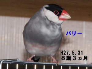 バリーさん壮絶な最期を送らせてごめんね。。