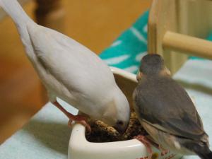 好きな物は早いもの勝ちですよ~!よそ見してると無くなります。。