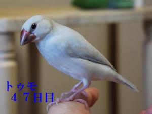 トゥモ~今日無事里子にいきました!