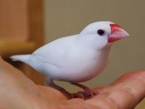 ニナちゃん~怪しい目つきだけど?オドオド感はない?