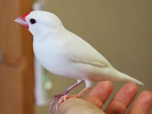 ニナ~カメラより向こうの白いヤツが気になるのかな?