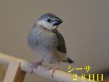 シーサ28日目、飛べるようになったら大人っぽく??