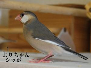 よりちゃんばかり追いかけるティダちゃん!