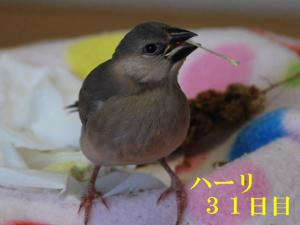 ハーリ31日目、あわ穂よりバミューダのほうが興味あるらしい。。
