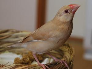 よりちゃん~うえ目指して~飛びま~~ス!