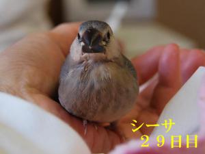 シーサ29日目、飛べるようになったら少し大人っぽく?