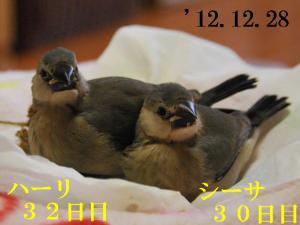 お部屋ができるまでまった~~りの2羽
