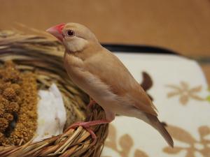 ここで体重測定してるけど、きょろきょろしてジッとしてません!