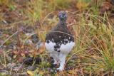 1羽の雷鳥がこちらに向かってきました!